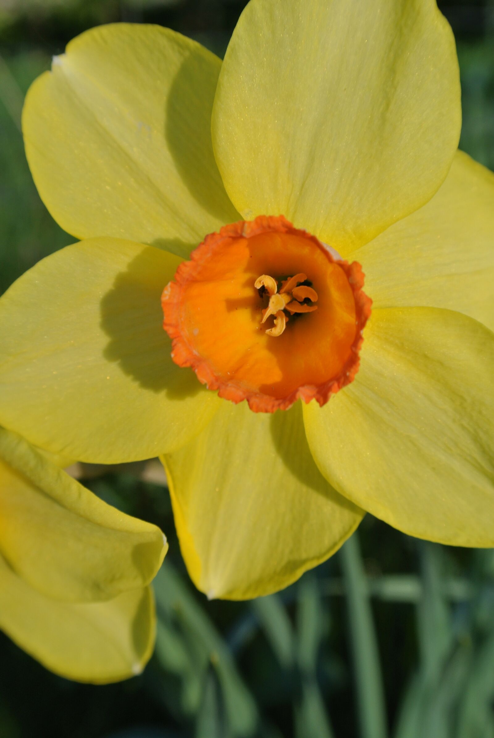 Nikon 1 J2 sample photo. Narcissus, daffodil, spring photography