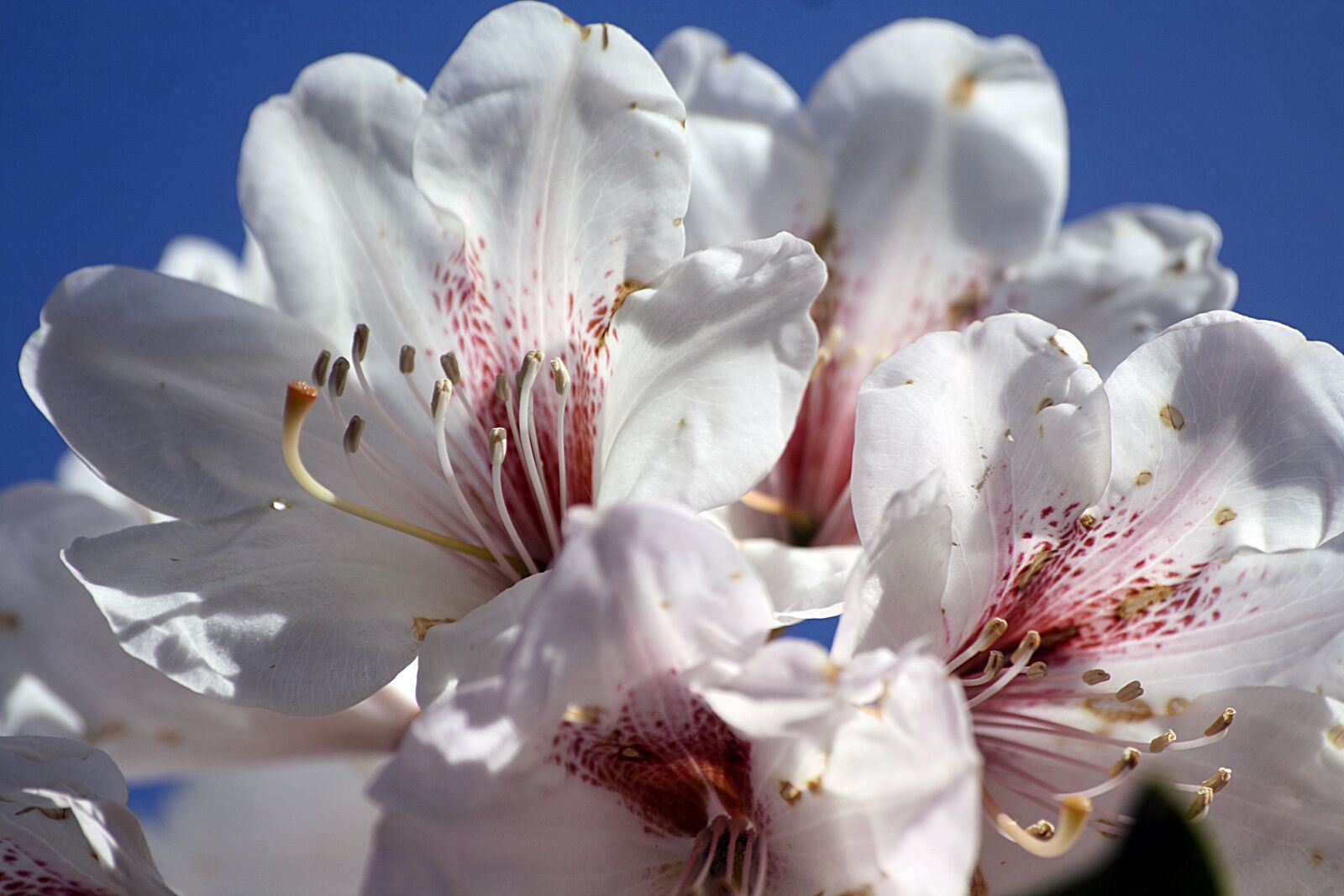 Canon EOS 1000D (EOS Digital Rebel XS / EOS Kiss F) sample photo. Rhododendron, white, blossom photography