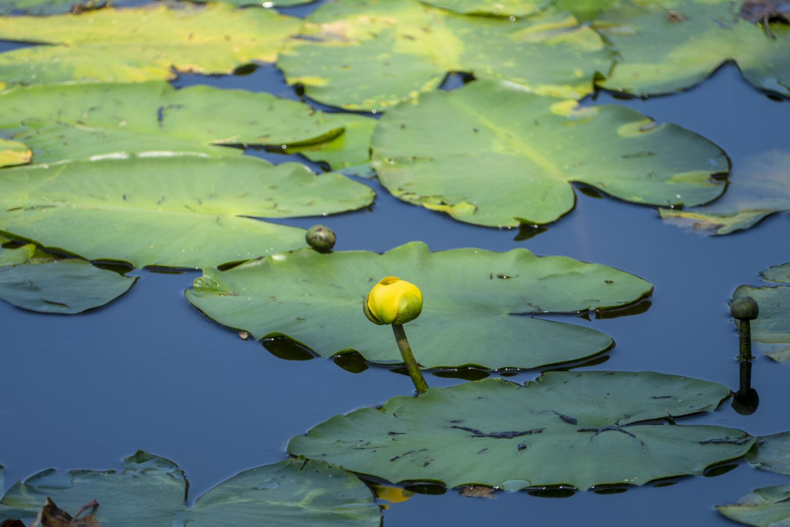 Panasonic Lumix DMC-FZ1000 sample photo. Lily, pad, pond photography