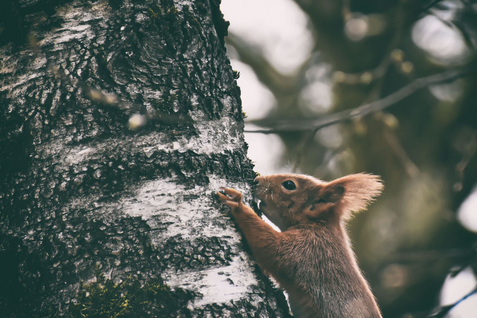 Nikon D7200 sample photo. Squirrel, nager, cute photography