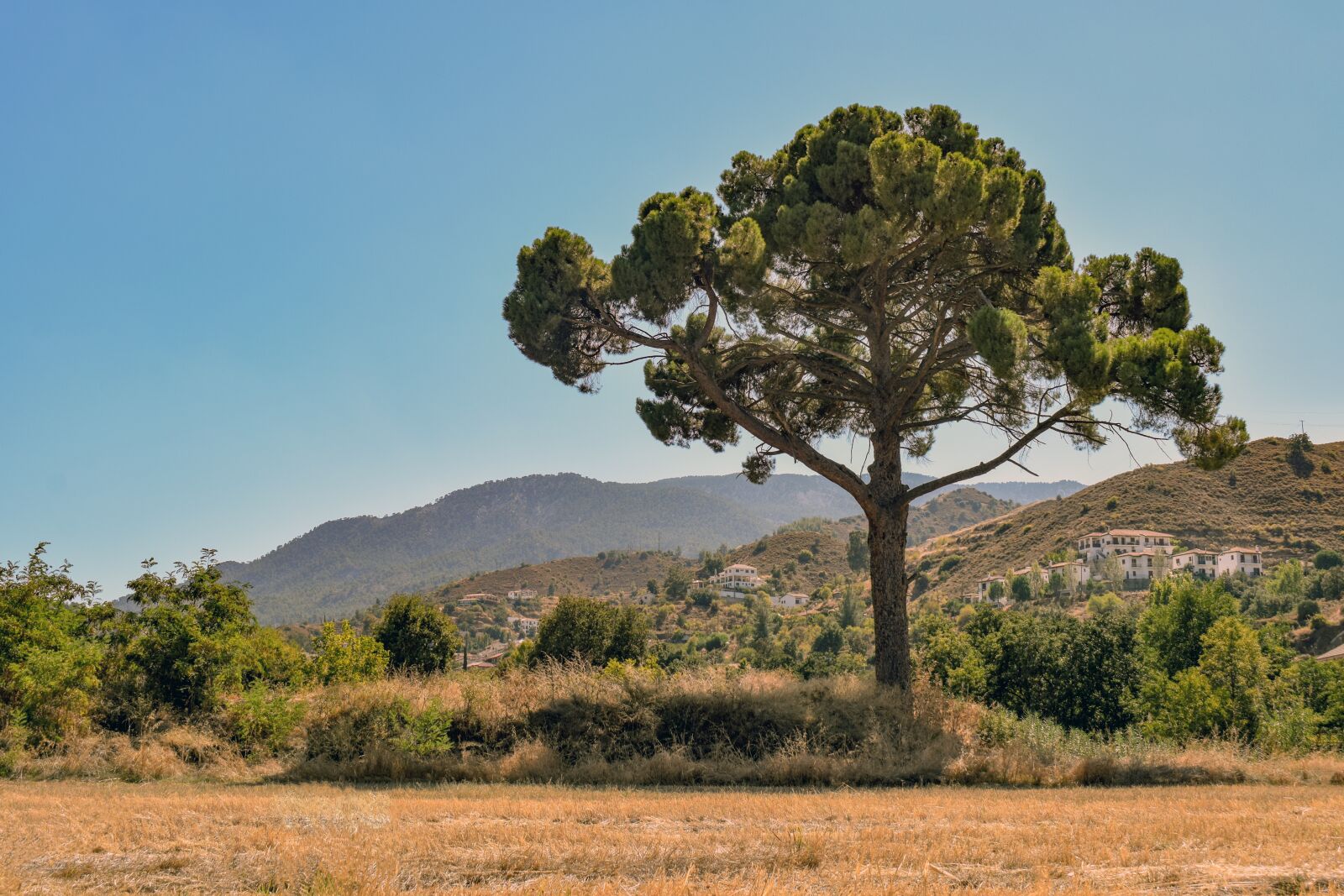 Nikon D3300 sample photo. Landscape, tree, scenery photography
