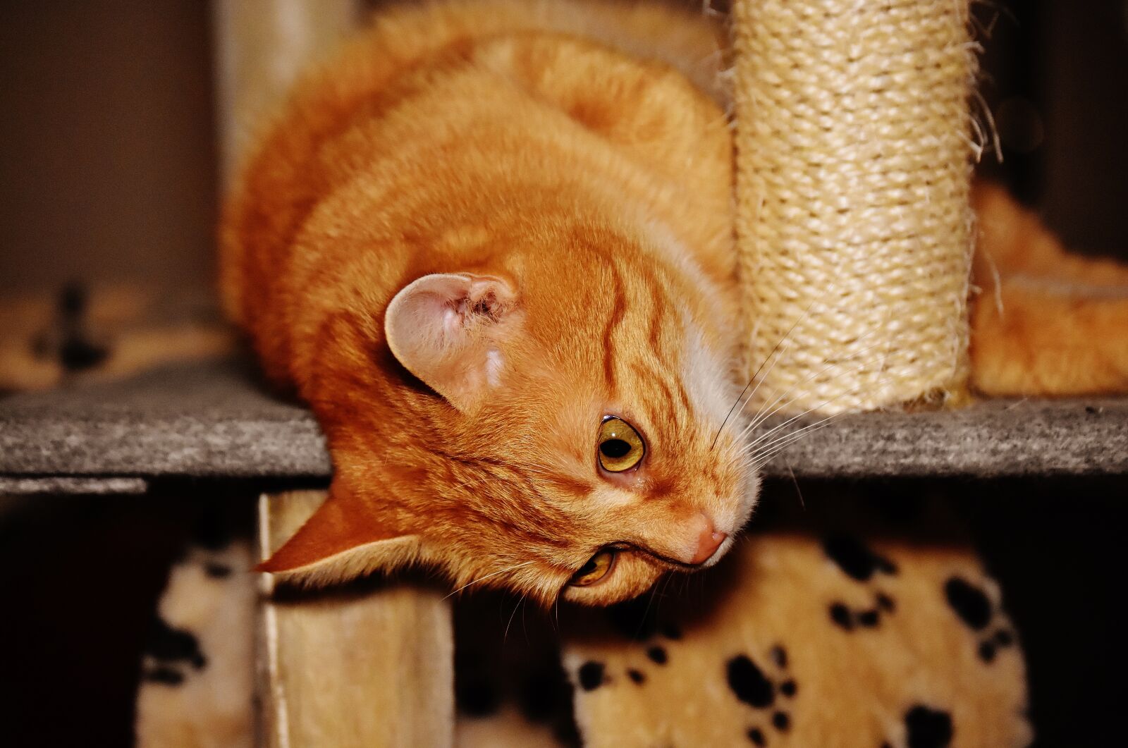 Nikon D7200 sample photo. Cat, red, funny photography
