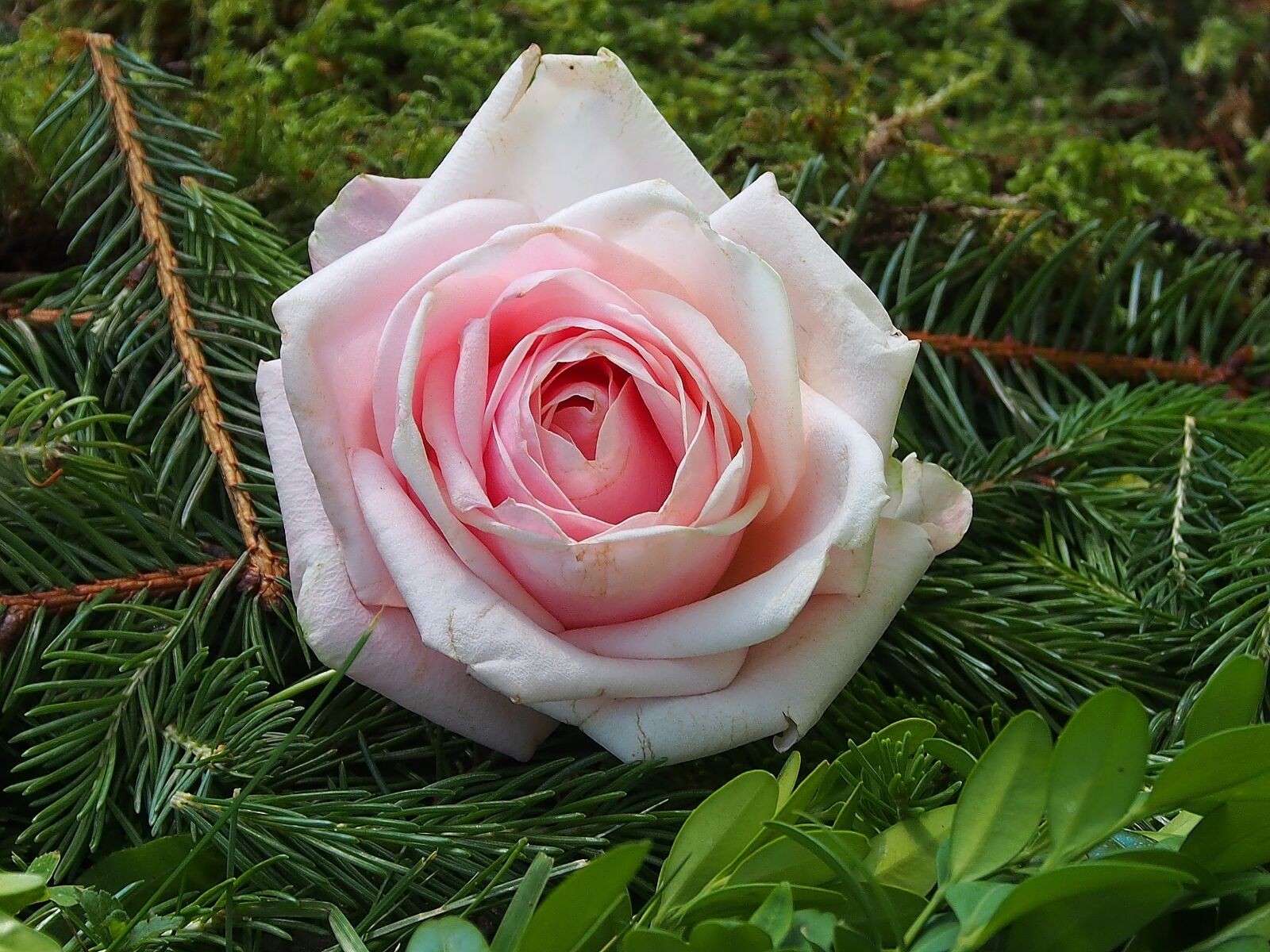 Olympus OM-D E-M5 sample photo. Nature, flower, pink photography