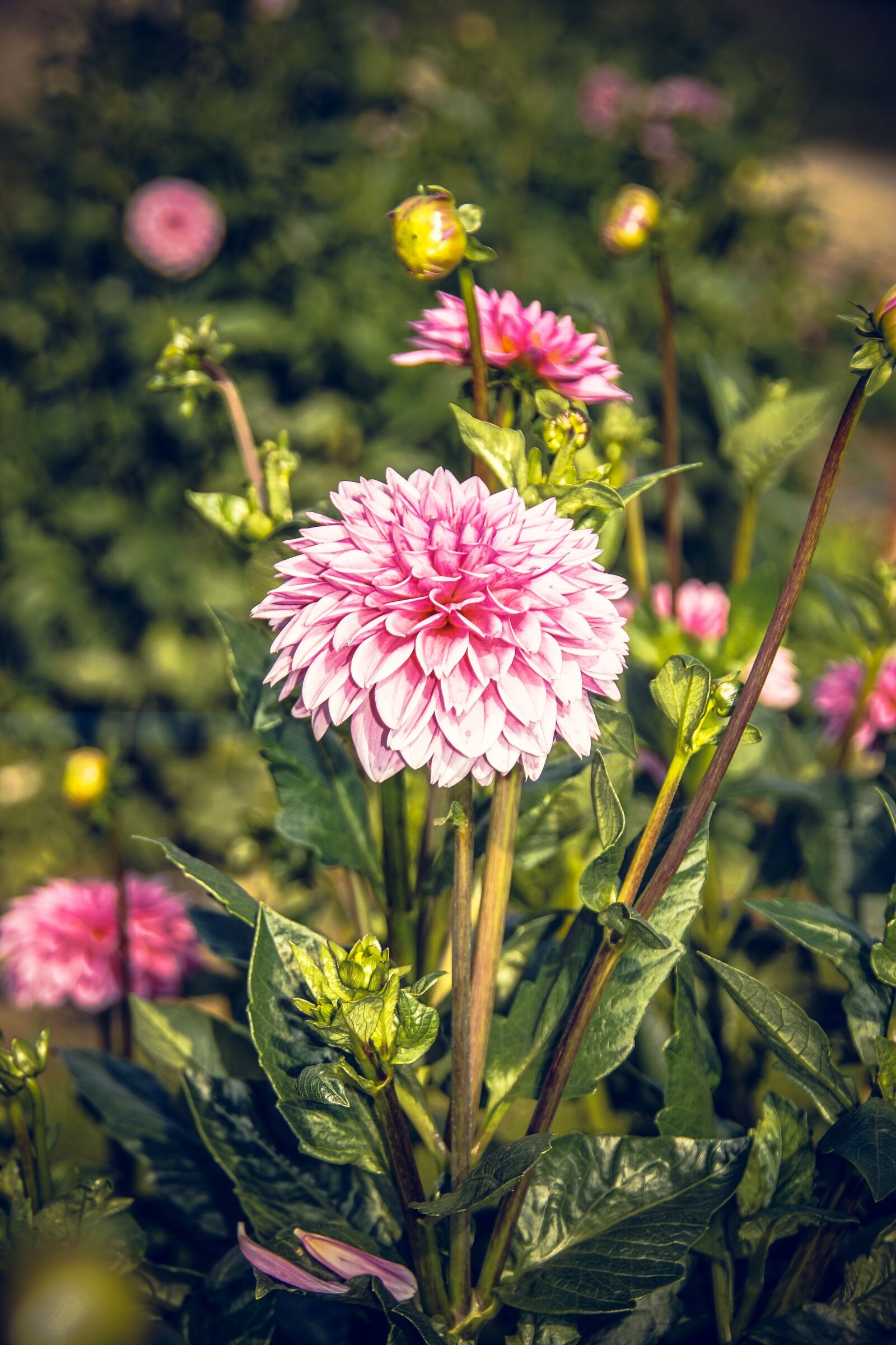 Sony ILCA-77M2 sample photo. Dahlia, blossom, bloom photography