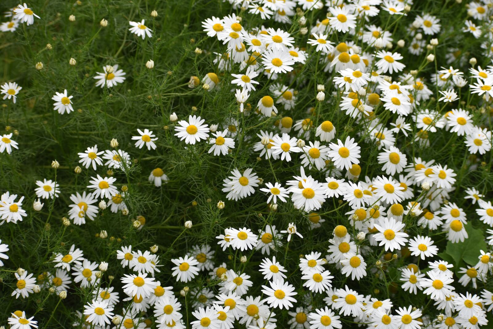 Nikon D3400 sample photo. Daisy, drug, chamomile photography