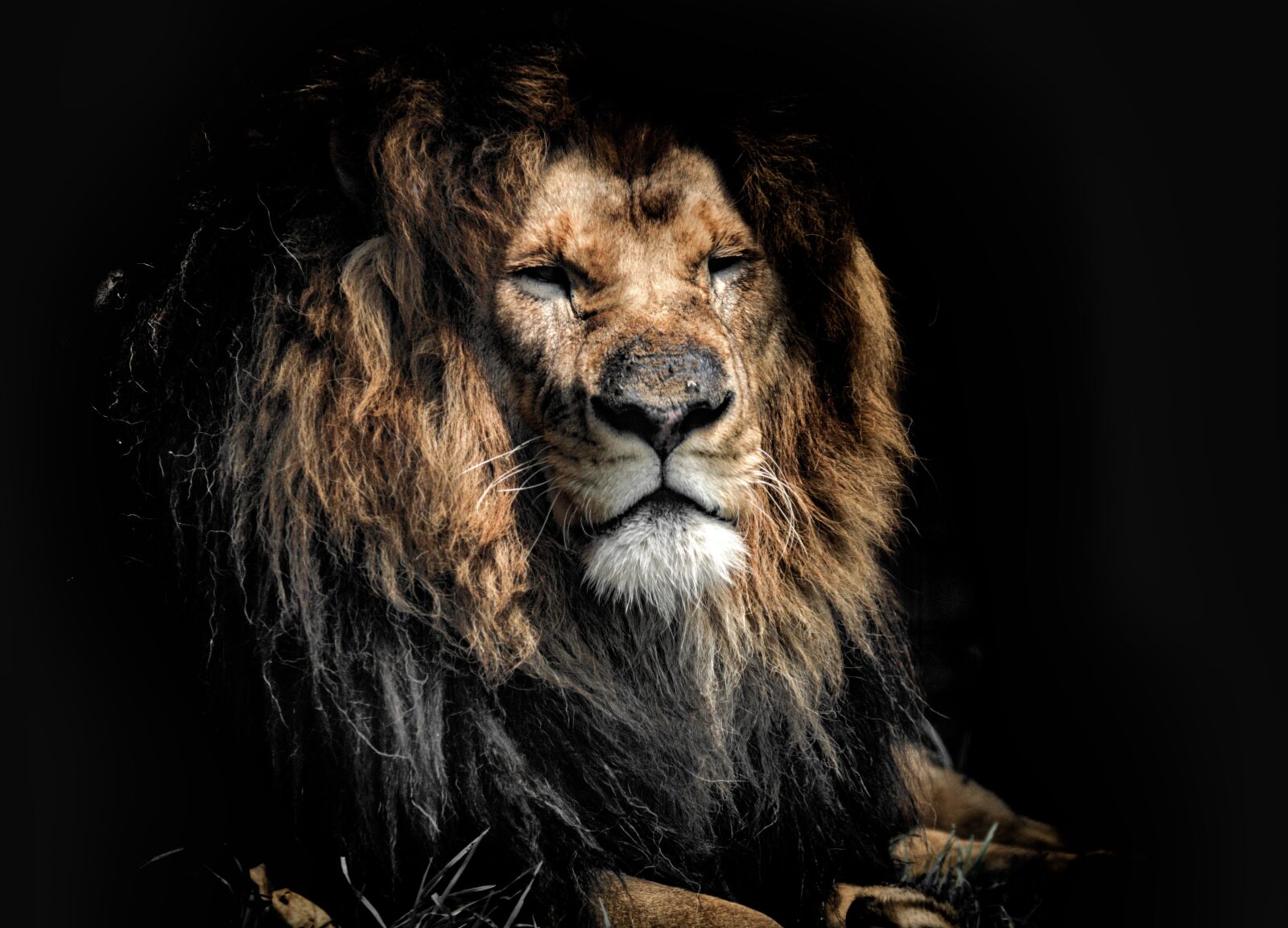 Nikon D7000 sample photo. Old, old age, lion photography