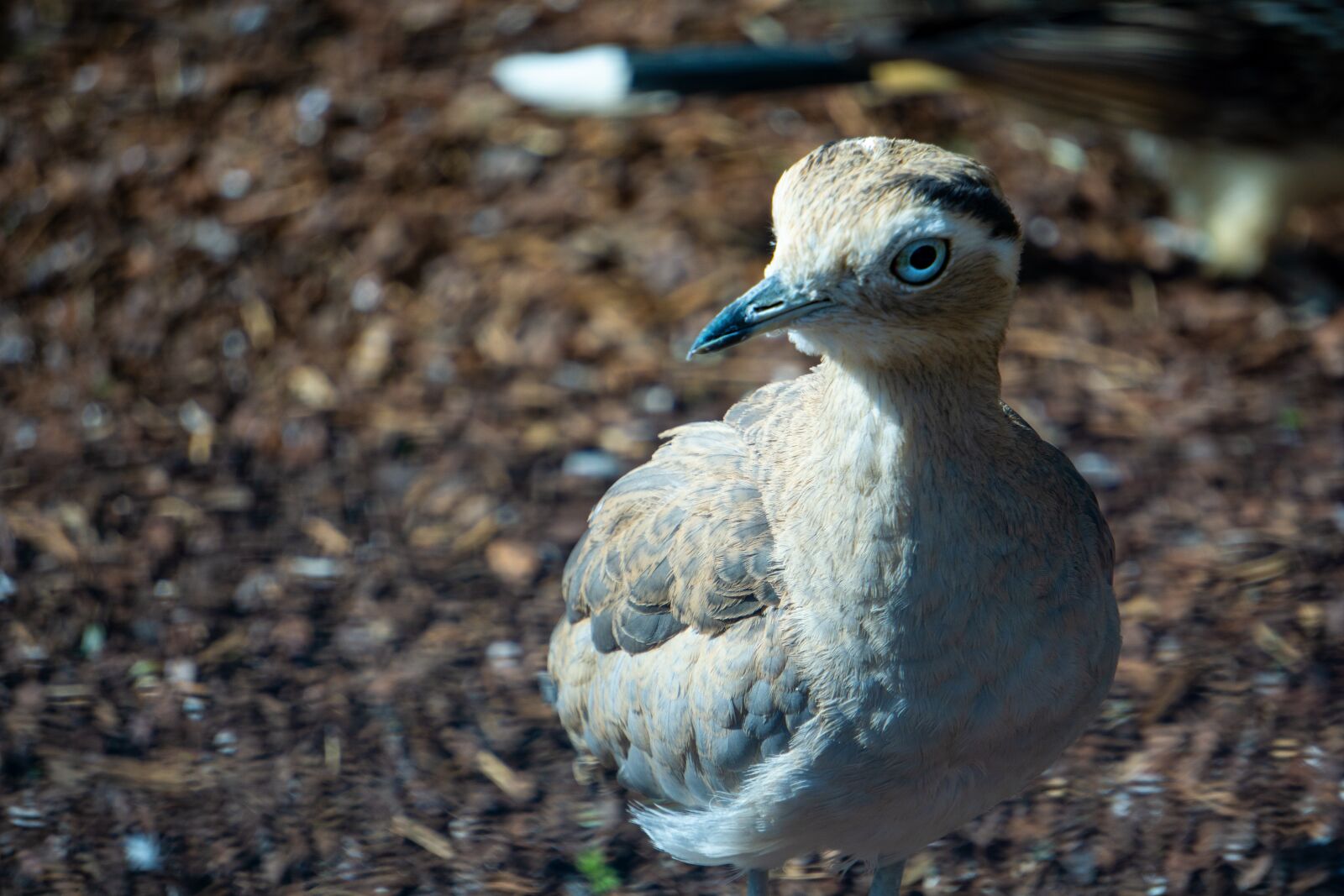 Sony E 55-210mm F4.5-6.3 OSS sample photo. Triel, perutriel, bird photography