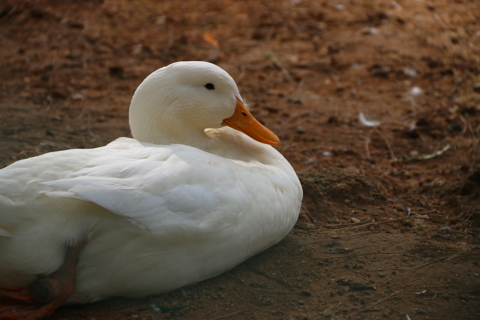 Canon EOS 70D + Canon EF-S 18-135mm F3.5-5.6 IS sample photo. Duck, white, animal photography