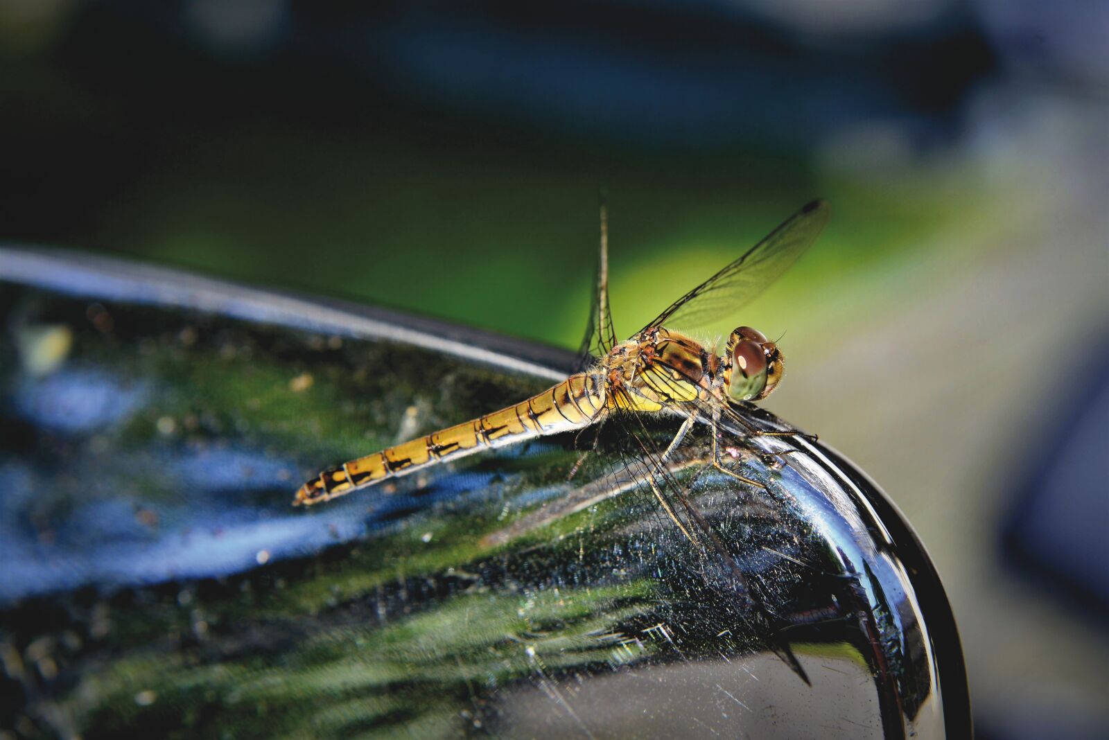 Nikon D800 sample photo. Dragonfly, insect, wings photography