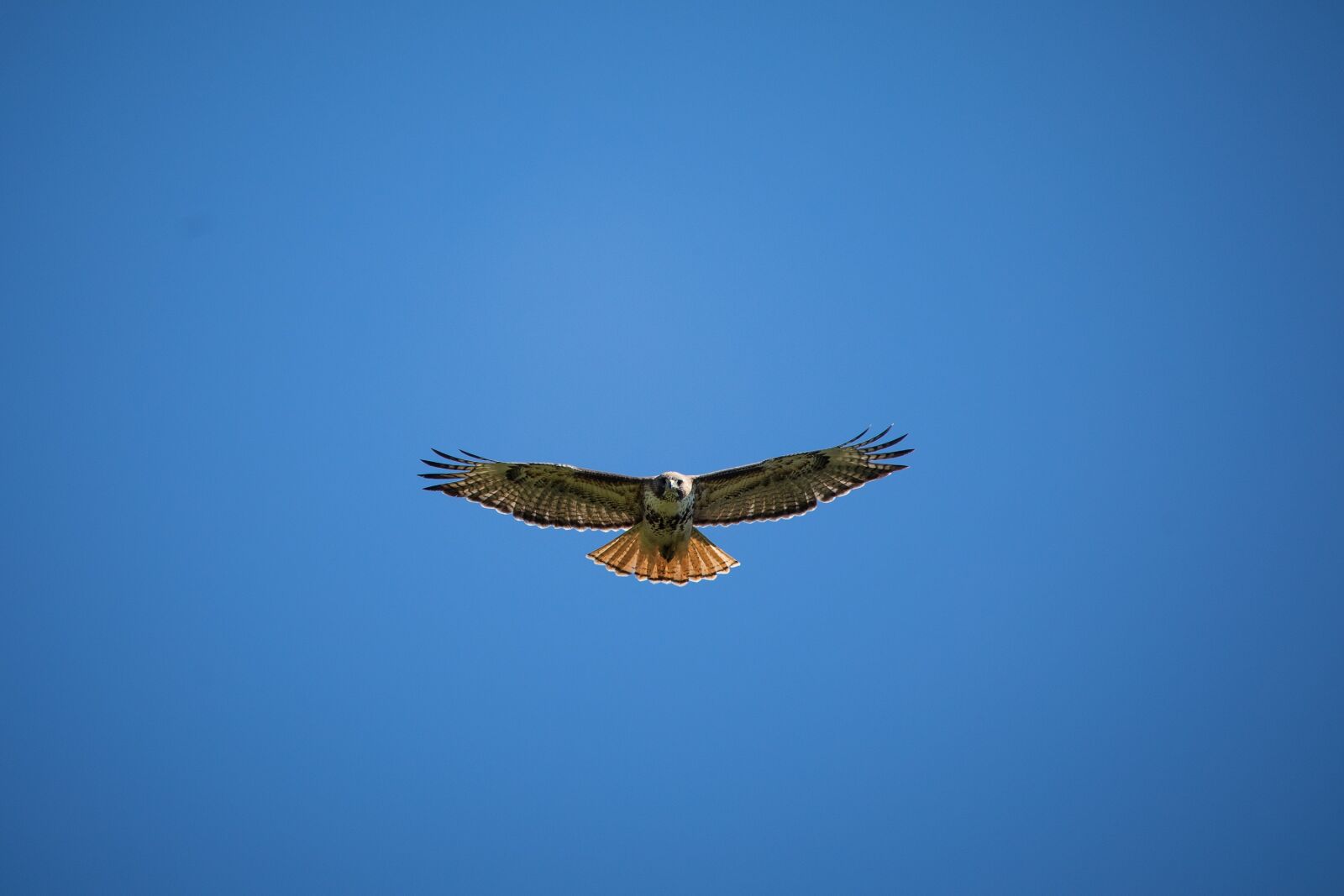 Canon EOS 5D Mark IV + Canon EF 100-400mm F4.5-5.6L IS USM sample photo. Hawk, red tailed, raptor photography
