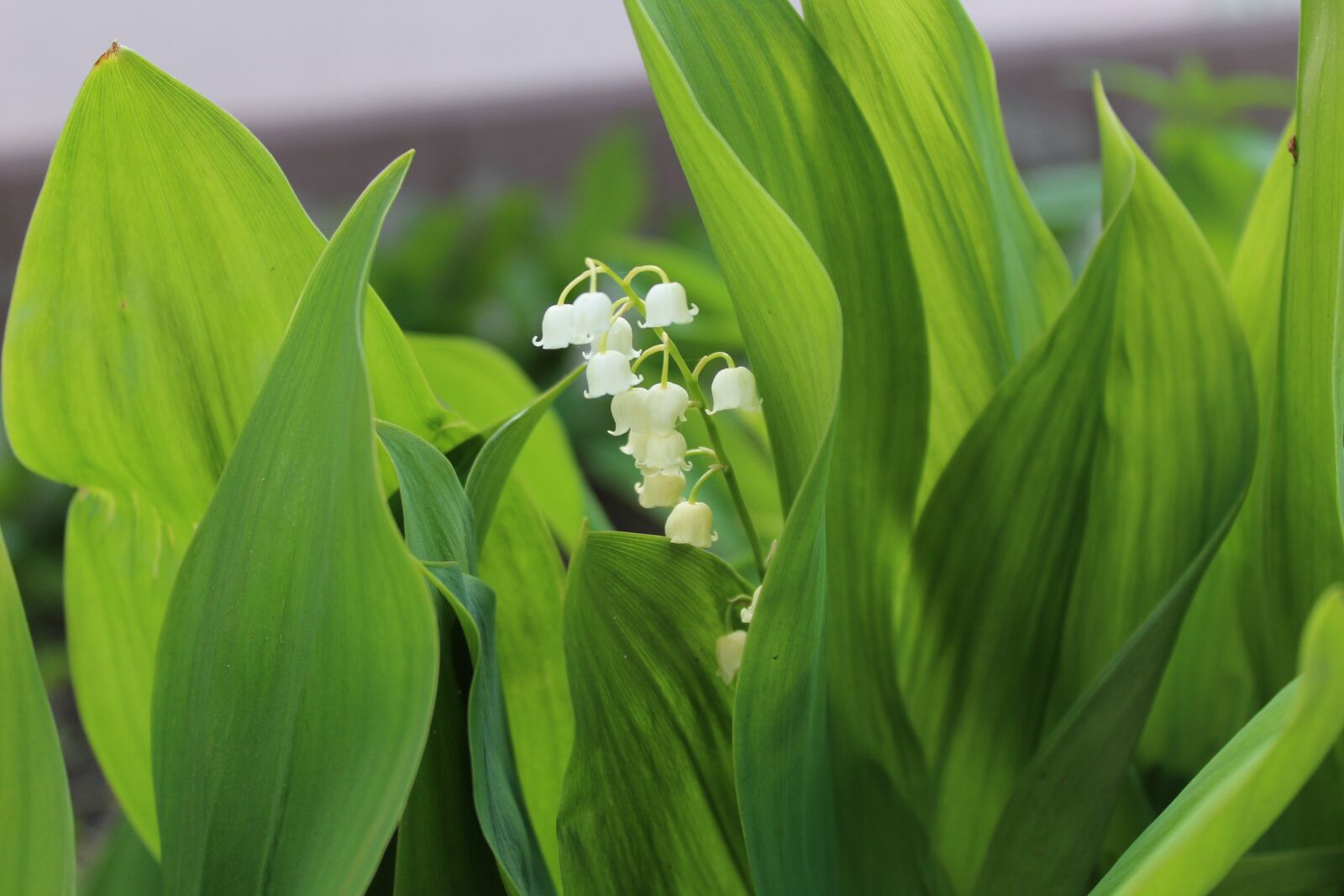 Canon EOS 1200D (EOS Rebel T5 / EOS Kiss X70 / EOS Hi) sample photo. Lily of the valley photography