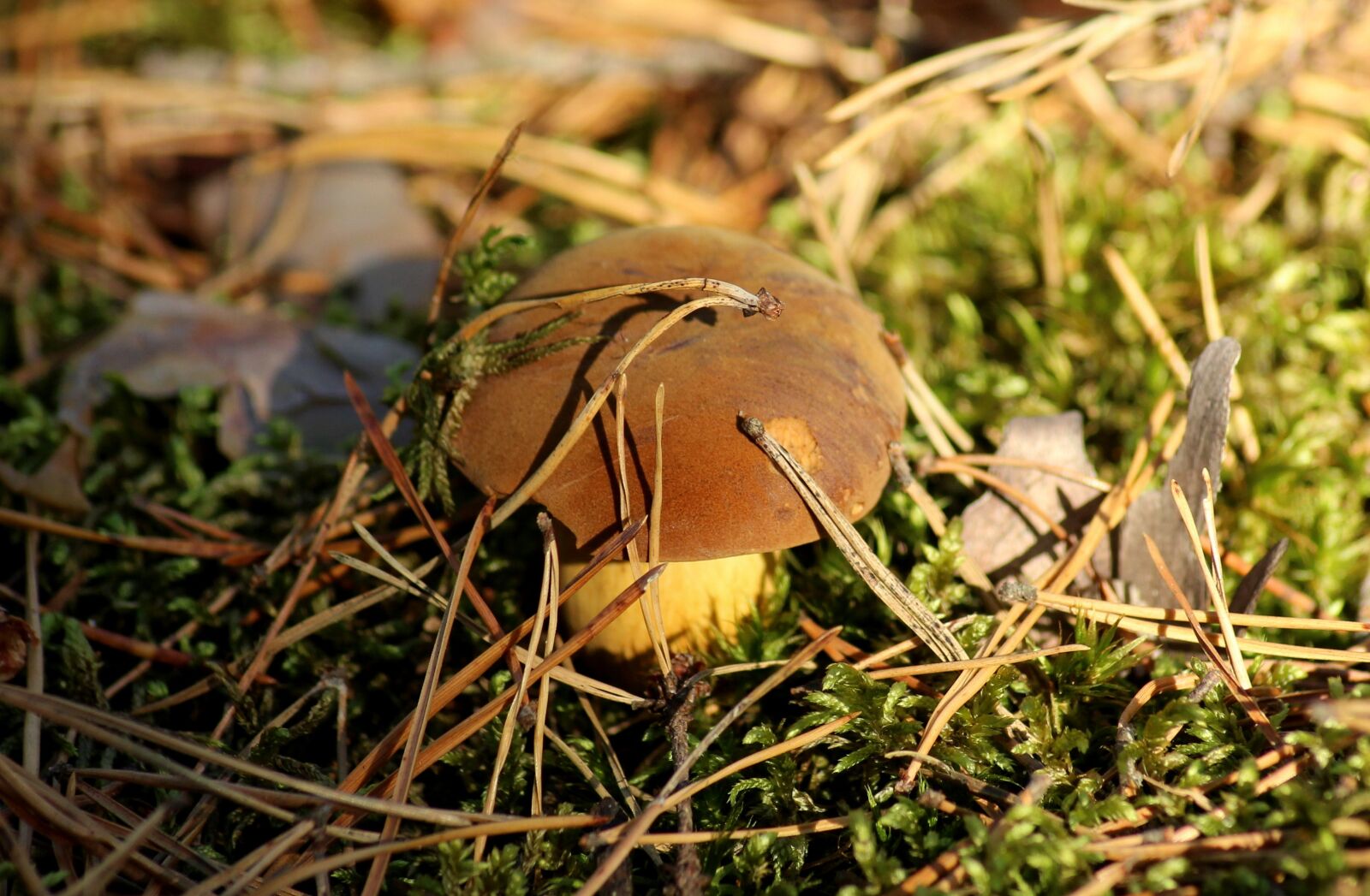 Canon EOS 1200D (EOS Rebel T5 / EOS Kiss X70 / EOS Hi) sample photo. Mushroom, forest, mushrooms photography
