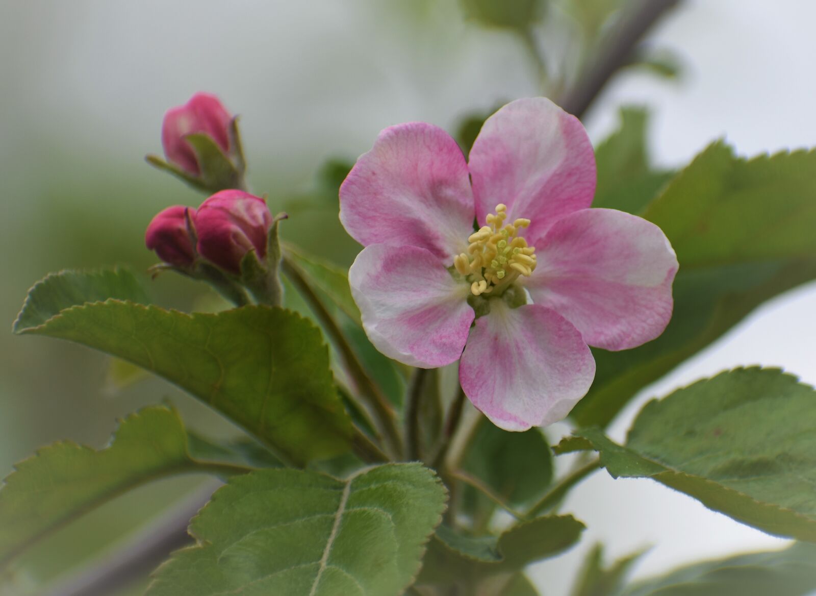 Nikon D5500 sample photo. Flower, apple blossom, blossom photography
