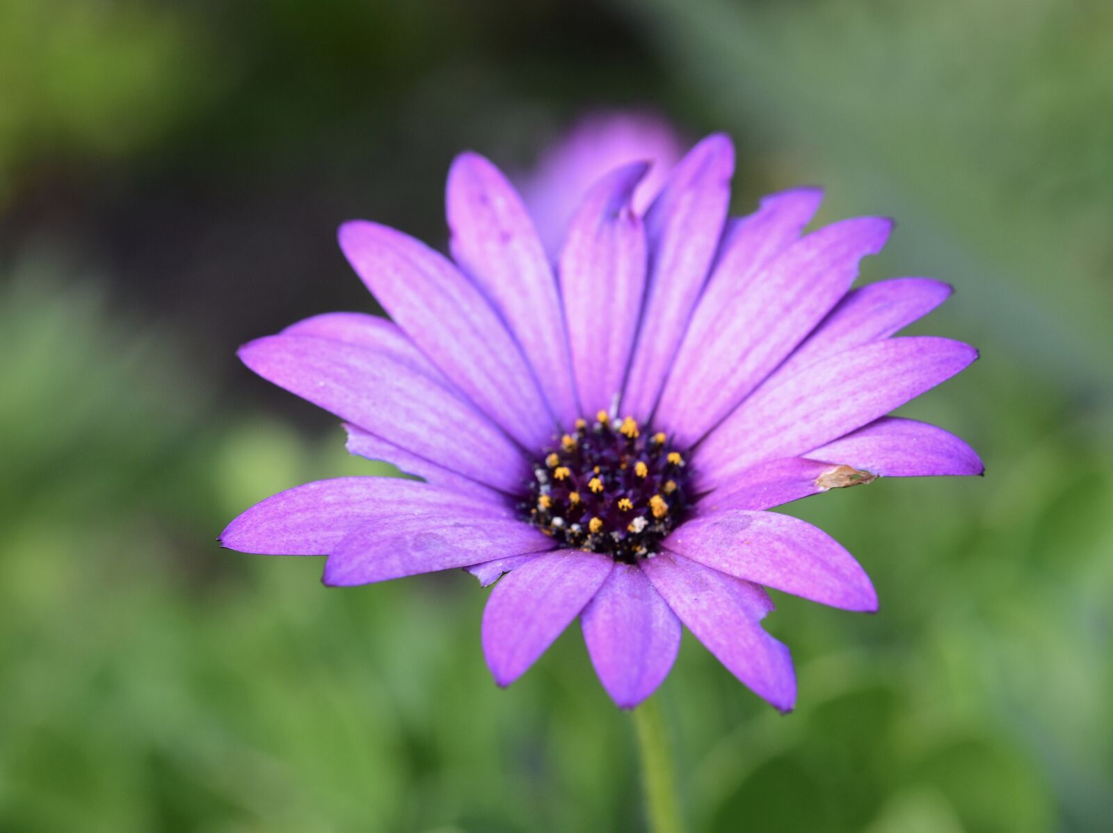 Nikon D5600 sample photo. Flower, flowers, purple flowers photography
