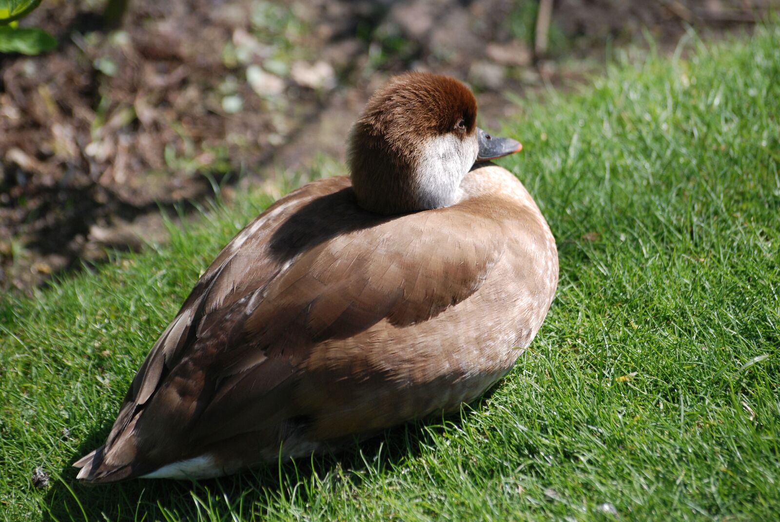 Nikon D80 sample photo. Pochard, red crested, netta photography