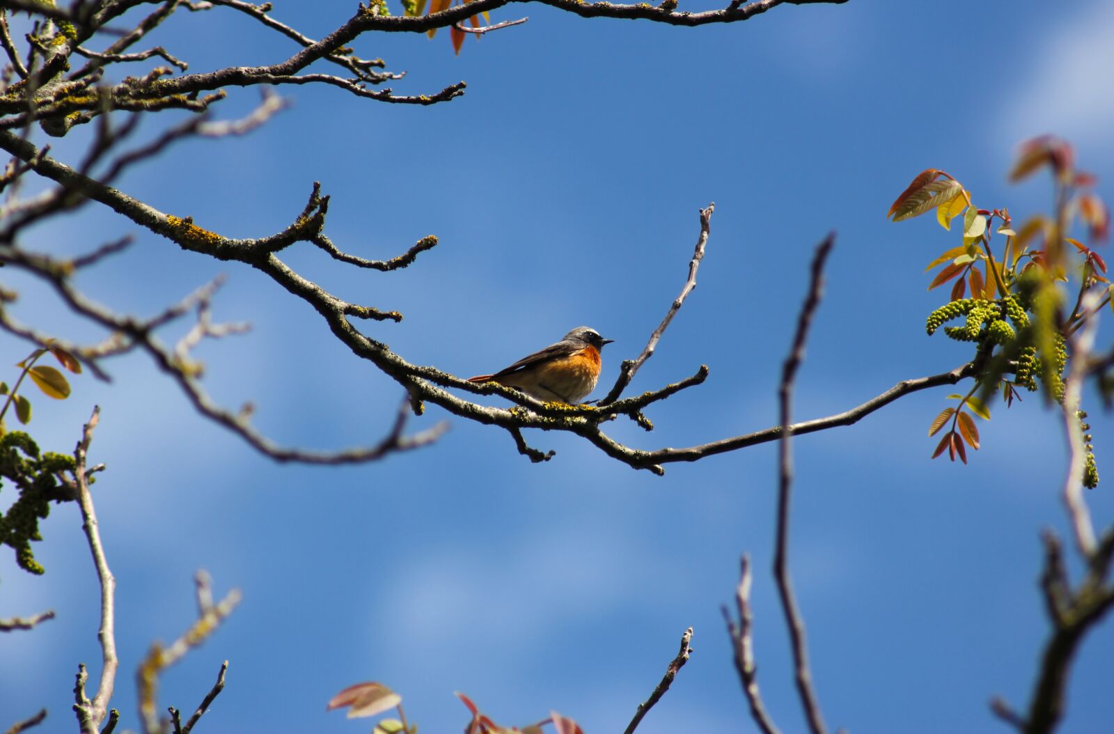 Canon EOS 550D (EOS Rebel T2i / EOS Kiss X4) sample photo. Common redstart, blue sky photography