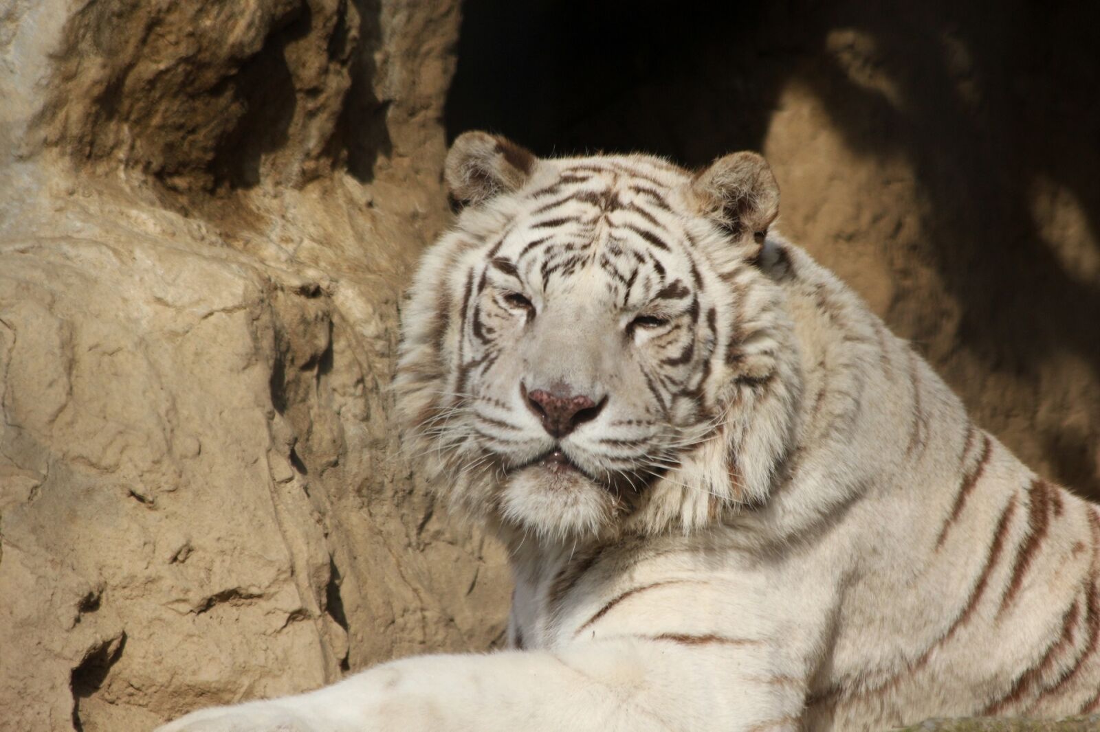 Canon EOS 550D (EOS Rebel T2i / EOS Kiss X4) sample photo. Tiger, looking, big cat photography