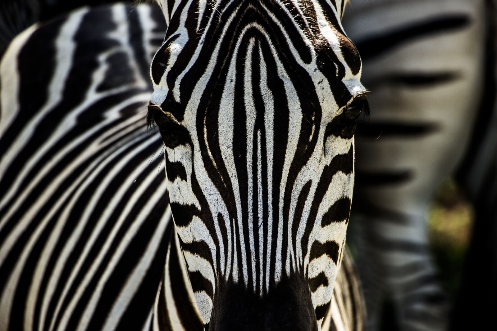 Canon EF-S 18-135mm F3.5-5.6 IS STM sample photo. Zebra, nature, animal photography