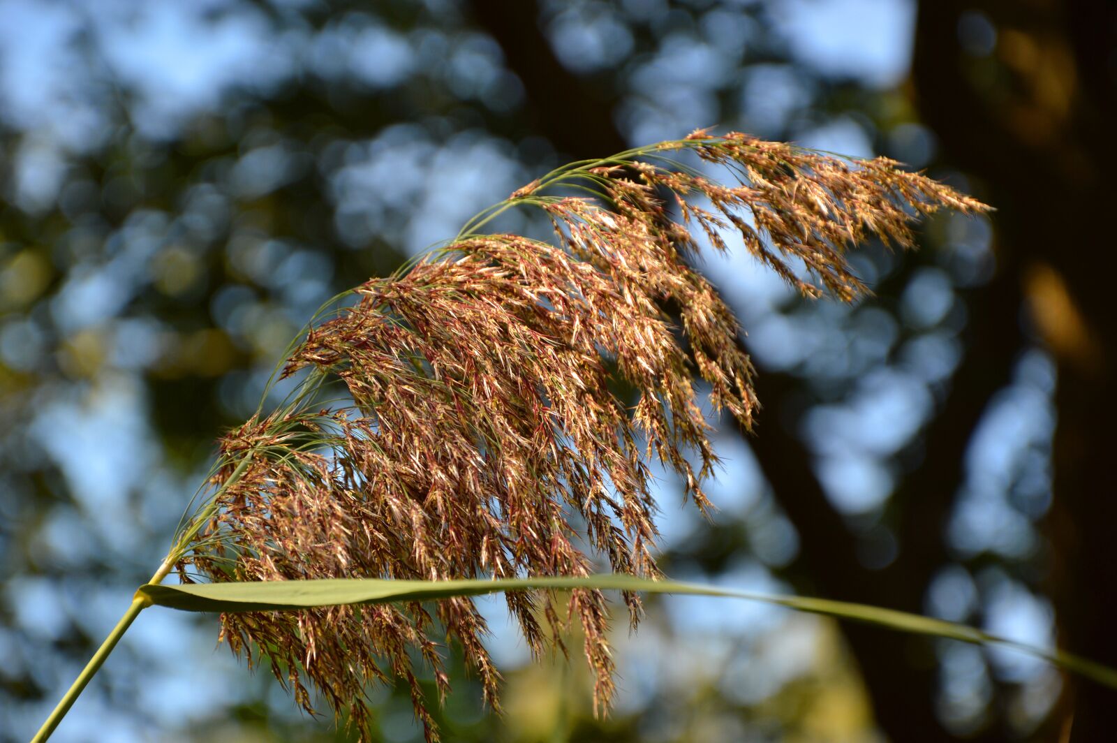 Nikon D3200 sample photo. Reed, tube, phragmites photography