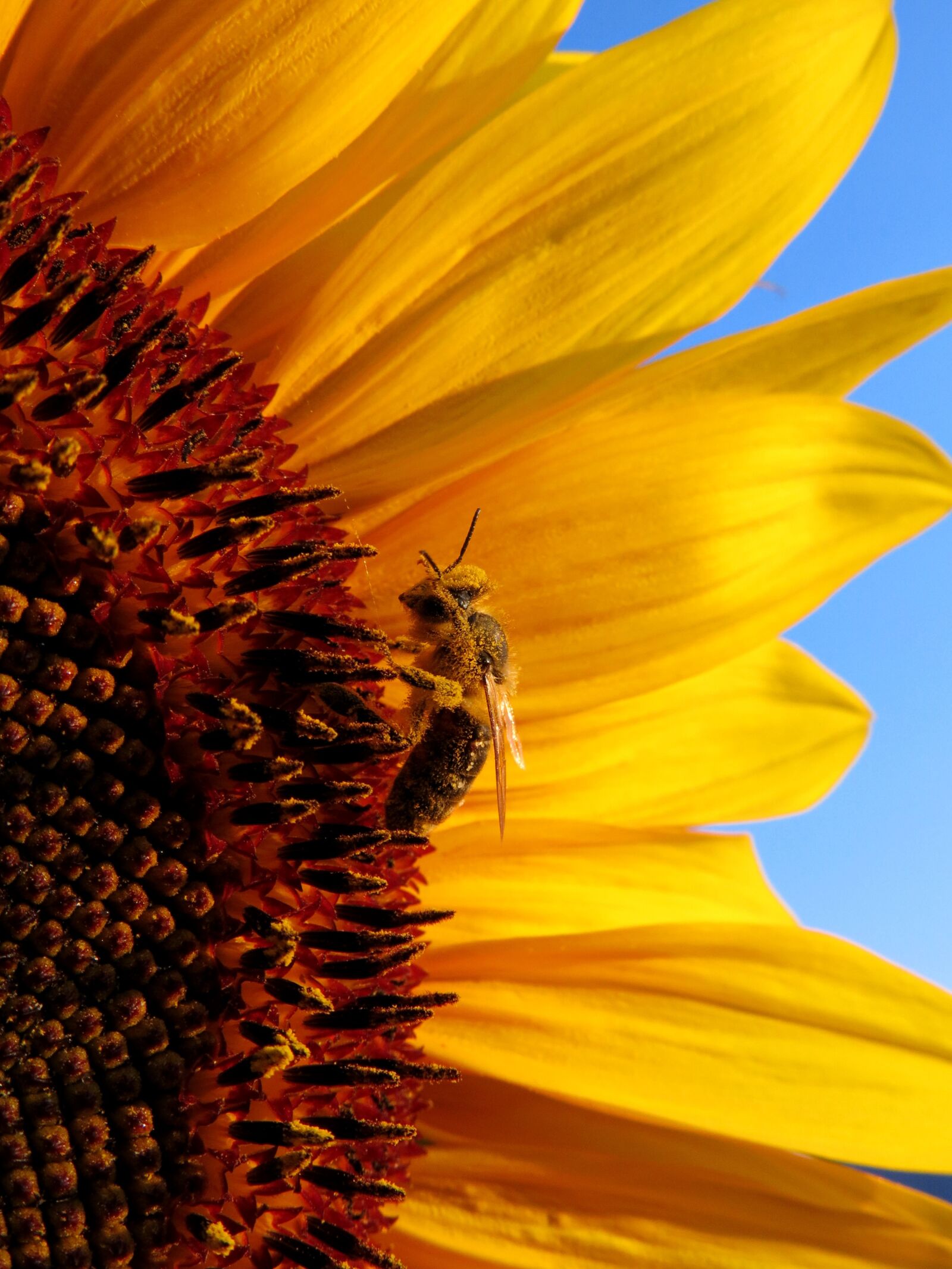 Canon PowerShot G15 sample photo. Sunflower, honey bee, yellow photography