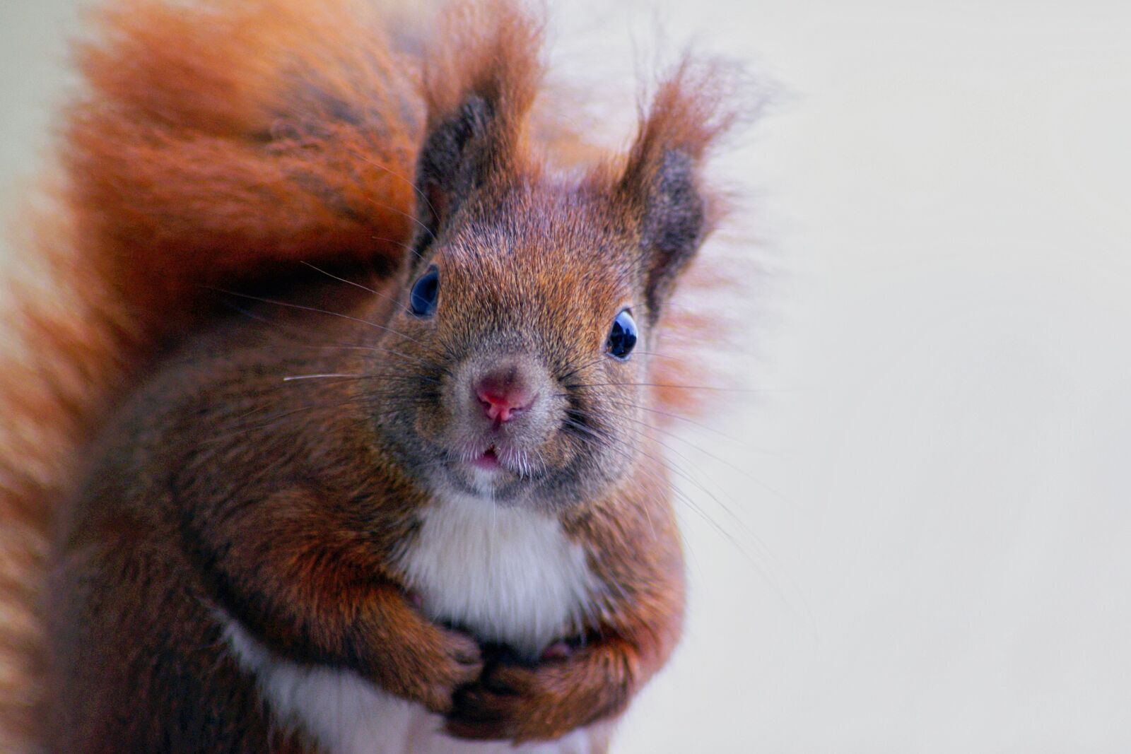 Pentax K-x sample photo. Squirrel, fur, cute photography