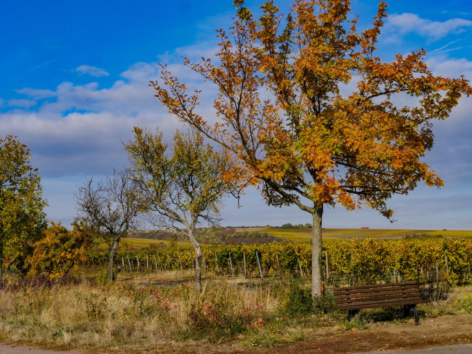 Panasonic Lumix DMC-GX8 + Panasonic Lumix G Vario 14-140mm F3.5-5.6 ASPH Power O.I.S sample photo. Autumn, vineyards, landscape photography