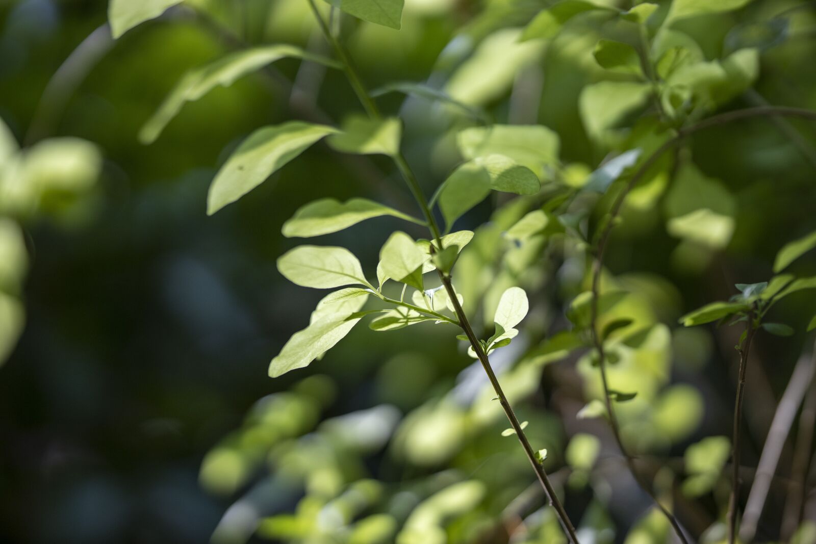 Canon RF 85mm F1.2L USM sample photo. Plant, leaves, green photography