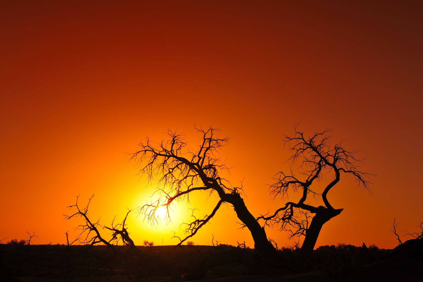 Nikon D3X sample photo. Inside, mongolia, strange tree photography