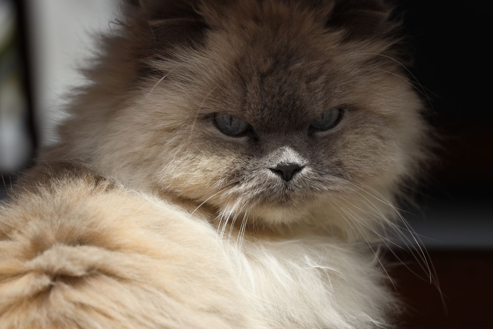 Canon EOS R sample photo. Cat, summer, animal photography