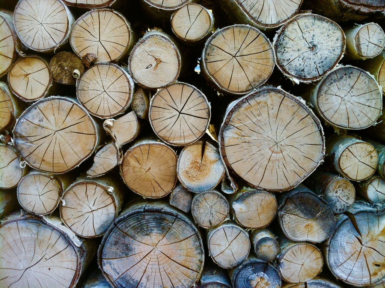 iPhone 4 back camera 3.85mm f/2.8 sample photo. Wood, tree trunks, annual photography