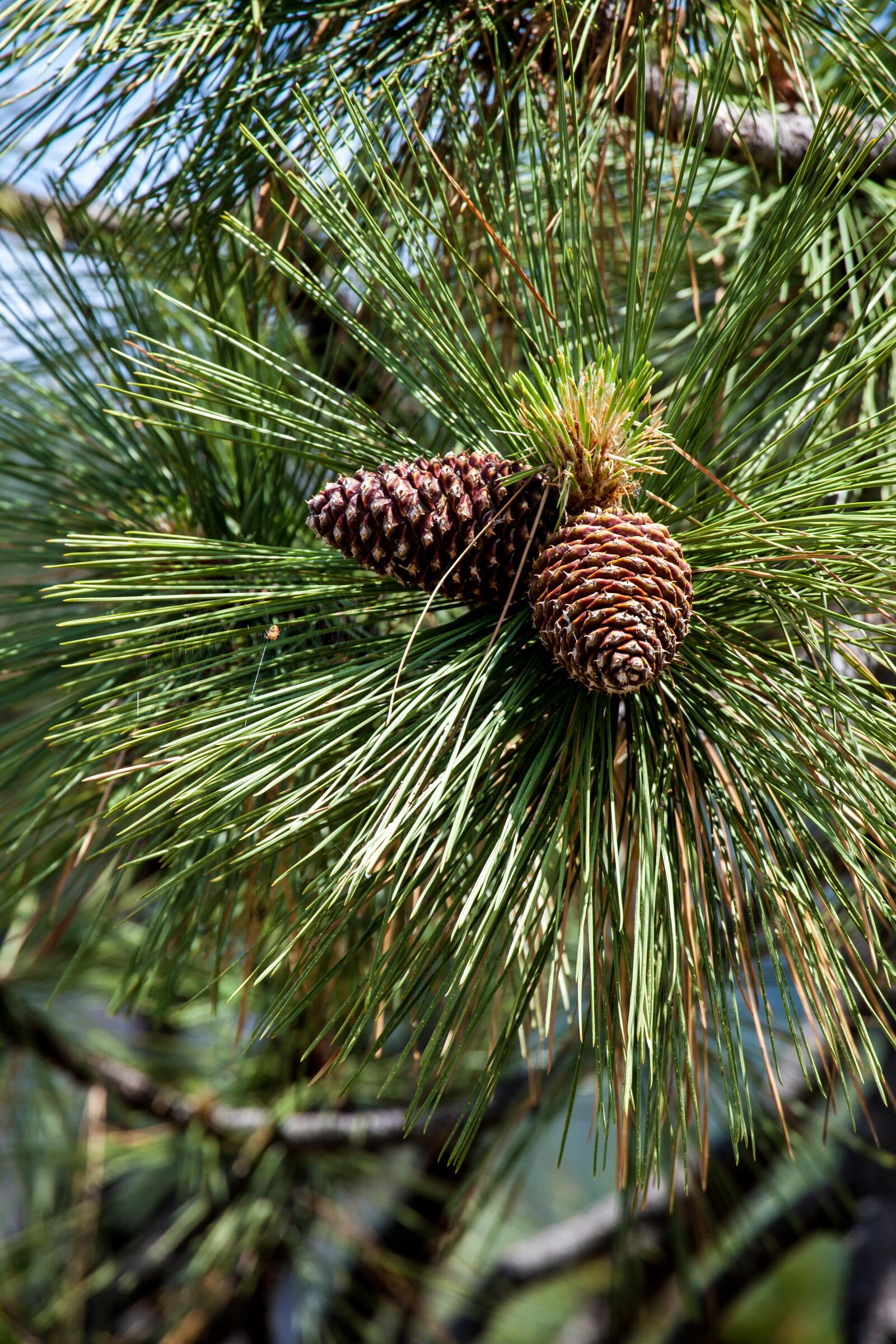 Canon EF 100-400mm F4.5-5.6L IS USM sample photo. Cones, fir, tree, pine photography