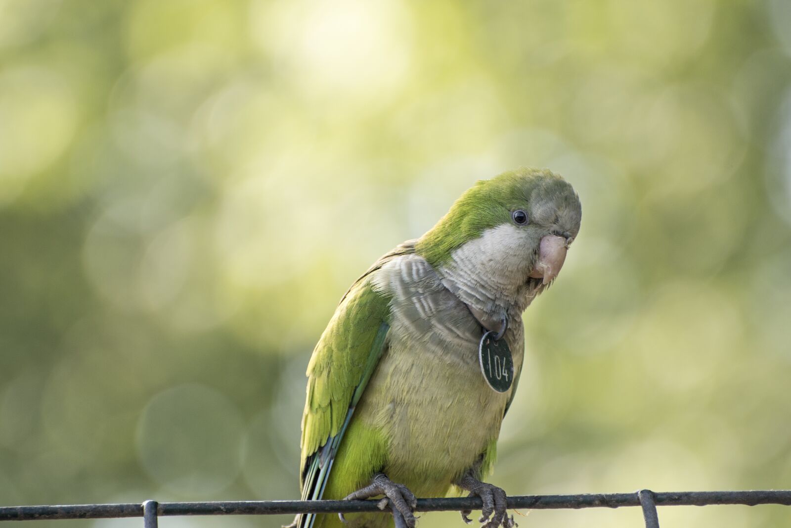Nikon D5500 sample photo. Birds, parrot grey, zoo photography