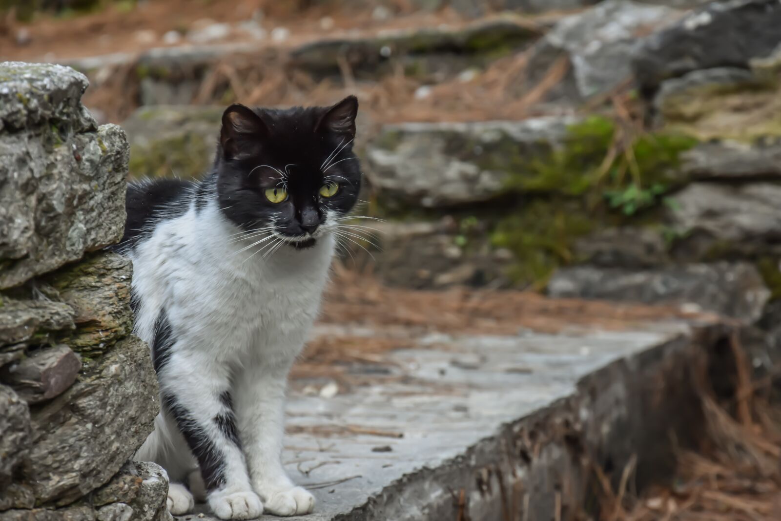 Nikon D7200 sample photo. Cat, black, animal photography