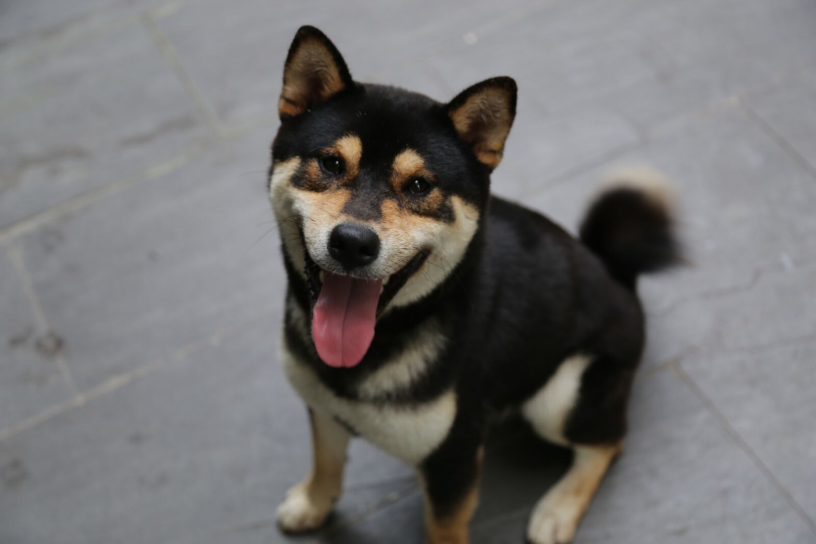 Canon EOS 6D + Canon EF 24-105mm F4L IS USM sample photo. Pet, dog photography
