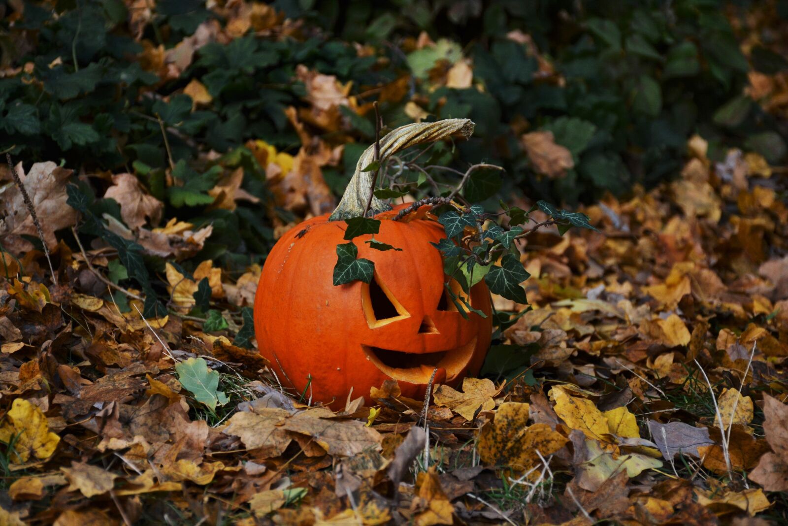 Nikon D5200 sample photo. Pumpkin, halloween, autumn photography