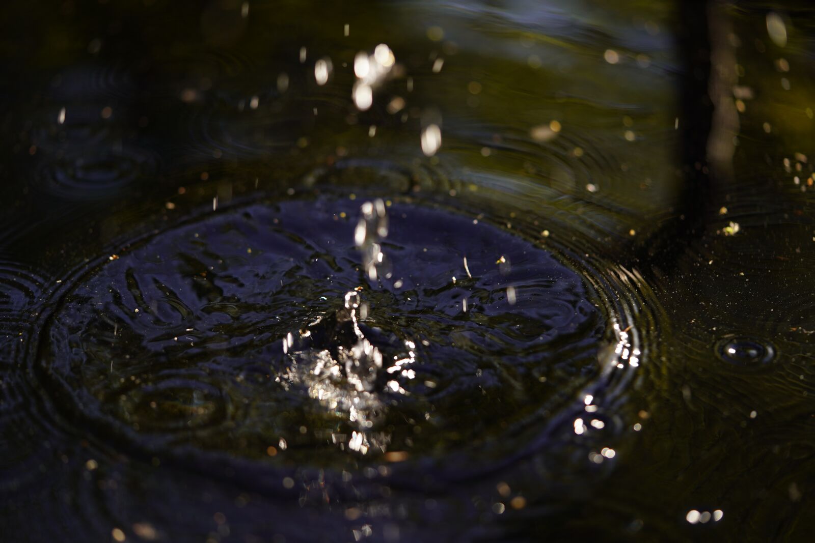 Sony a7 III sample photo. Water, drop, nature photography