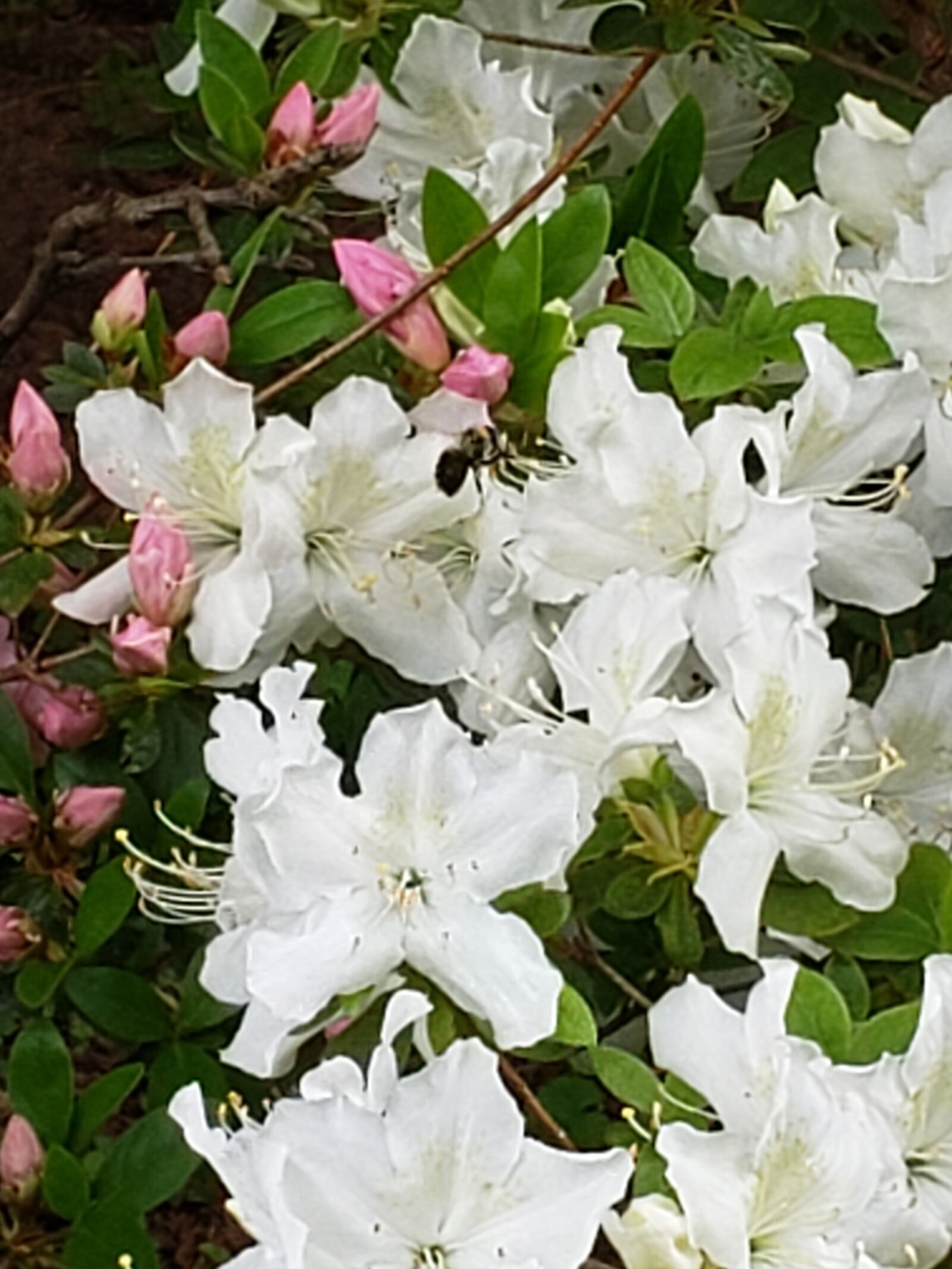 Samsung Galaxy S9 sample photo. White, petunia, flowers photography