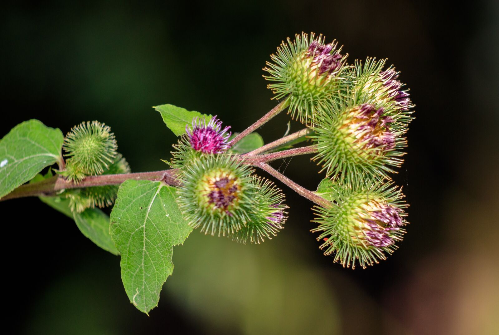 Canon EF 70-300 F4-5.6 IS II USM sample photo. Thistle, thistle flower, plant photography