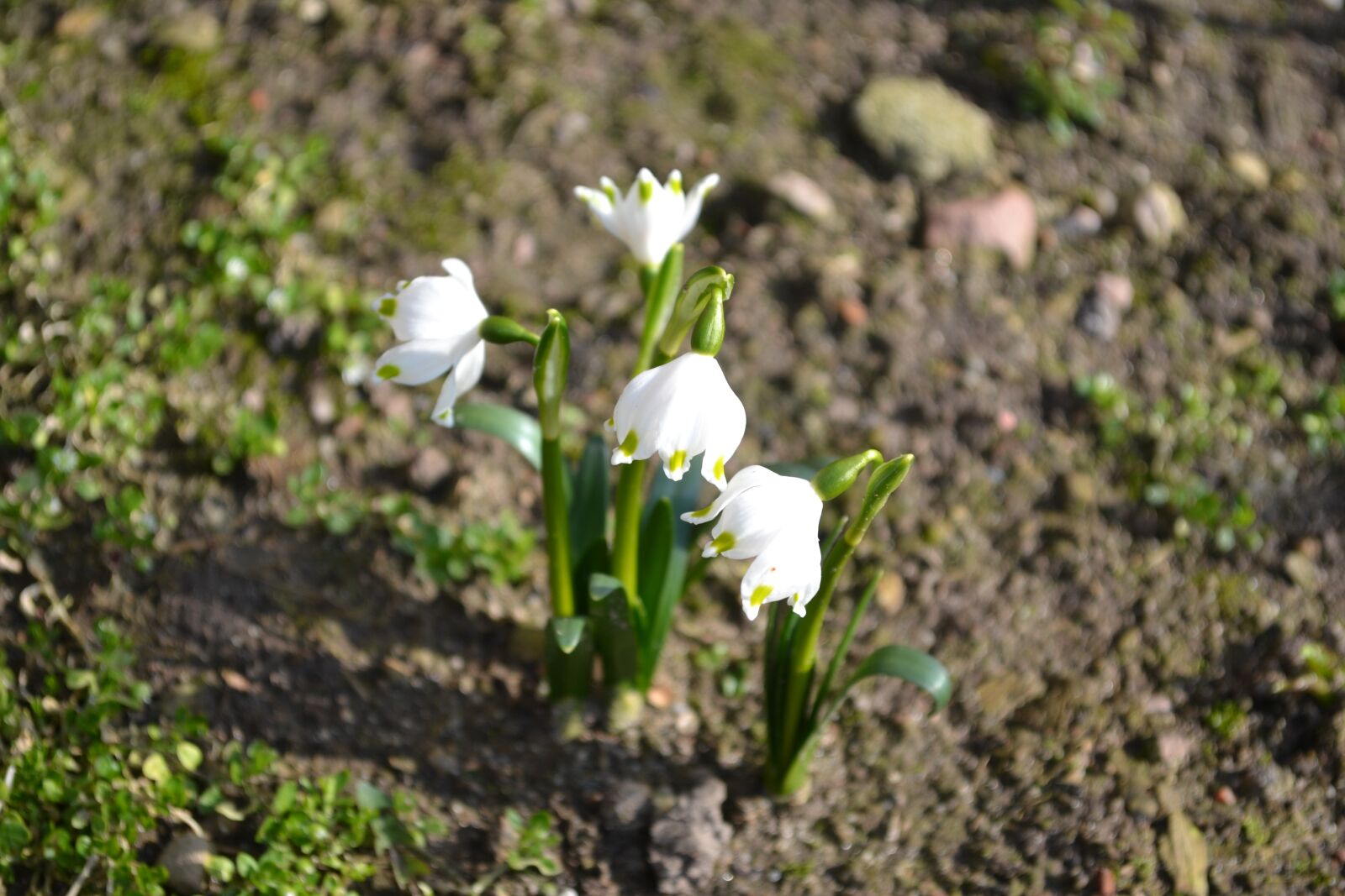 Nikon D3100 sample photo. Spring snowflake, spring flowers photography