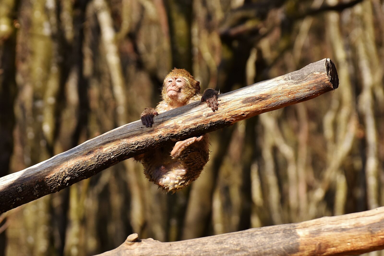 Nikon D7200 sample photo. Barbary ape, play, cute photography