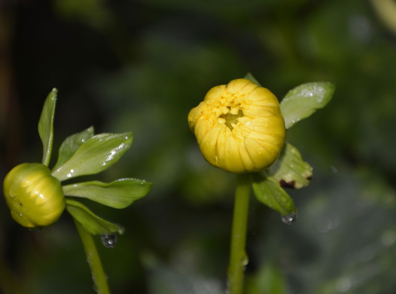 Nikon D5200 sample photo. Flower, buttons, yellow flowers photography