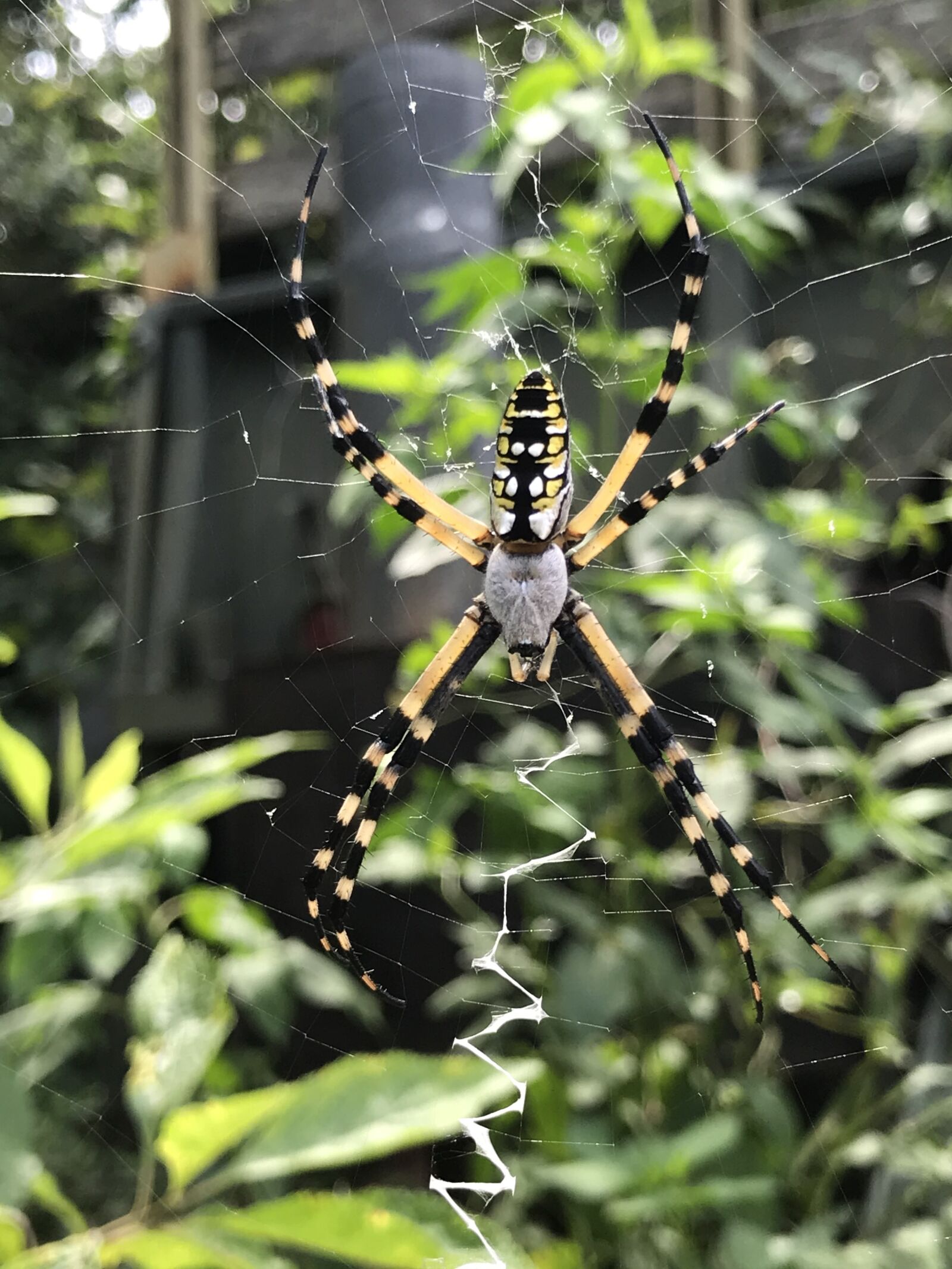 iPhone 7 Plus back dual camera 3.99mm f/1.8 sample photo. Spider, garden spider, banana photography