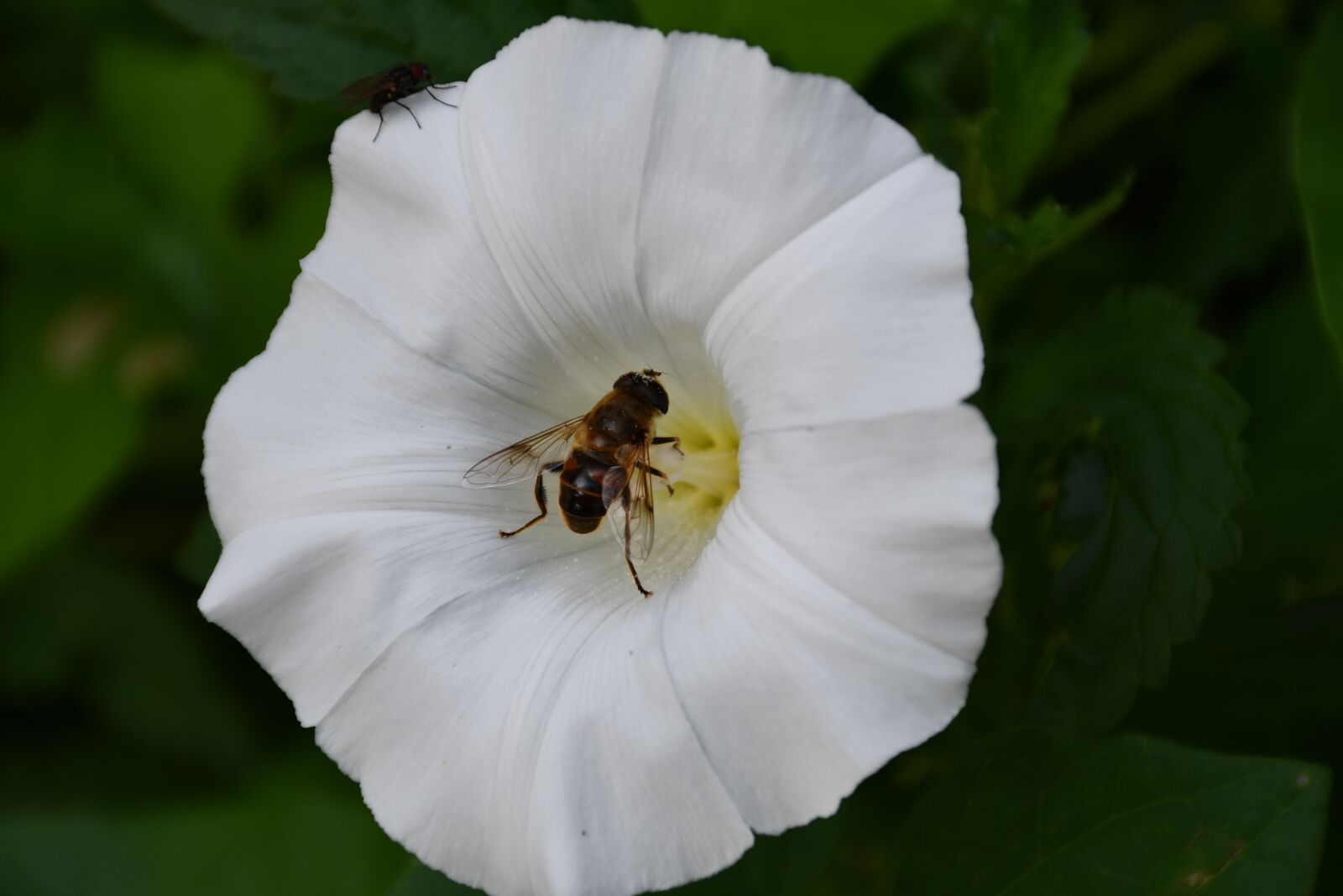 Nikon D7500 sample photo. Osa, flower, nature photography