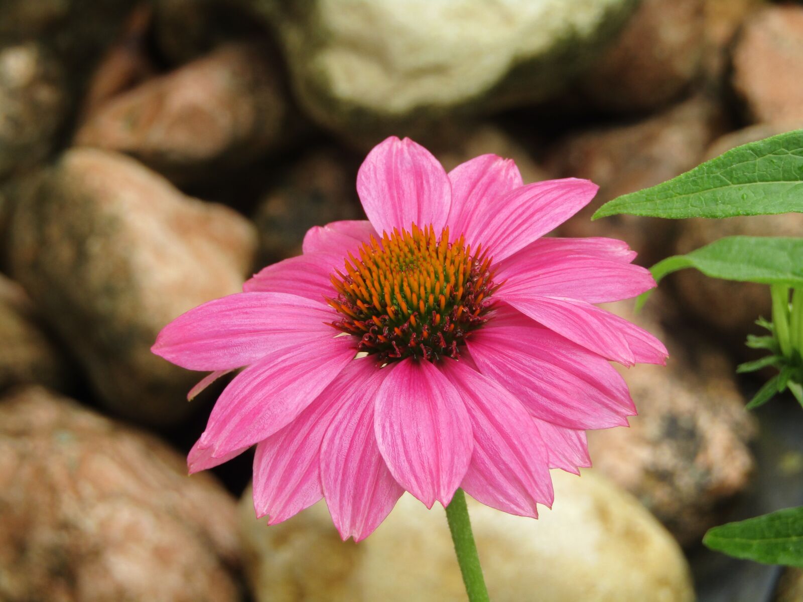 Canon POWERSHOT SX432 IS sample photo. Echinacea, coneflower, translucent sonnenhut photography