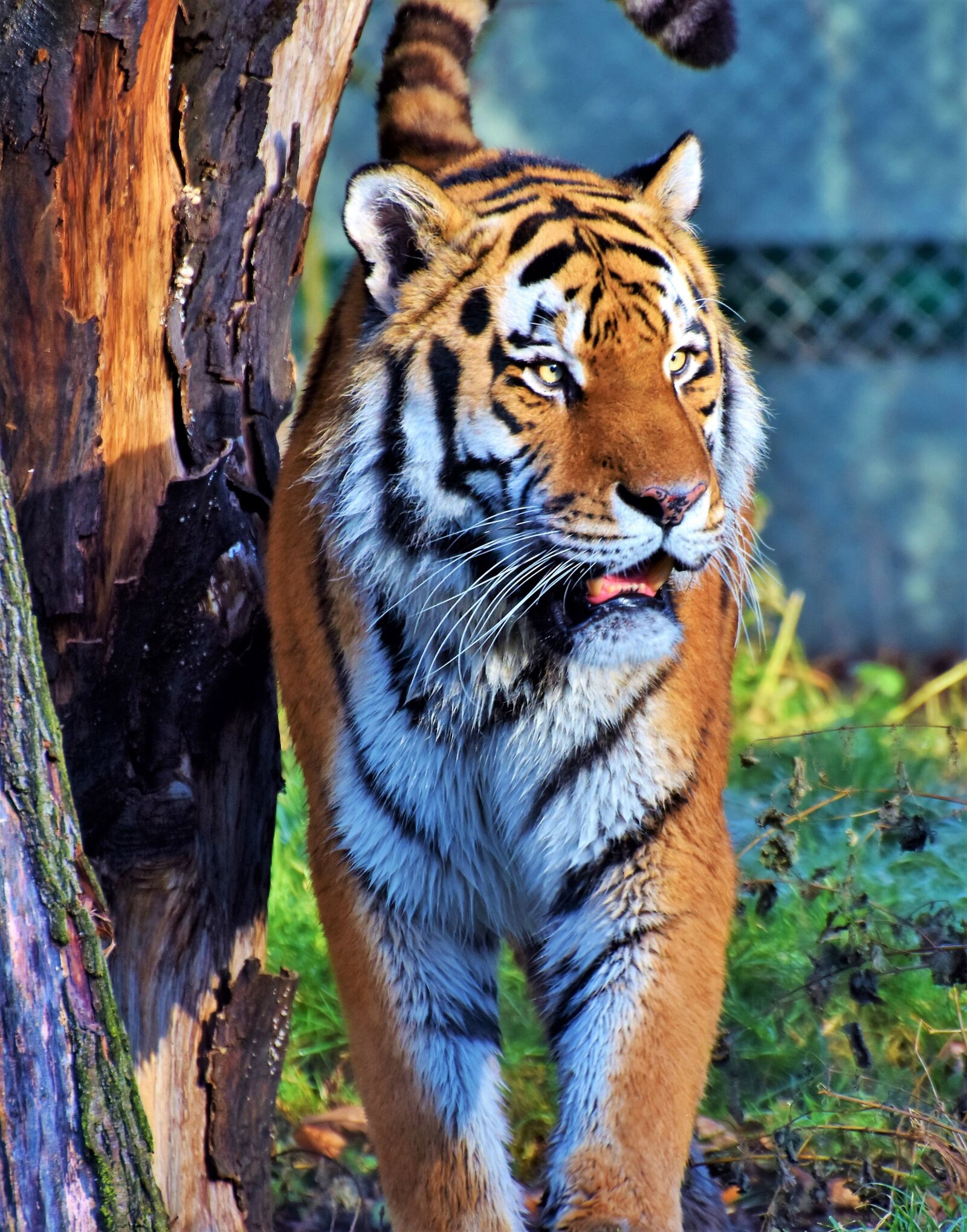 Nikon D7200 sample photo. Tiger, big cat, predator photography