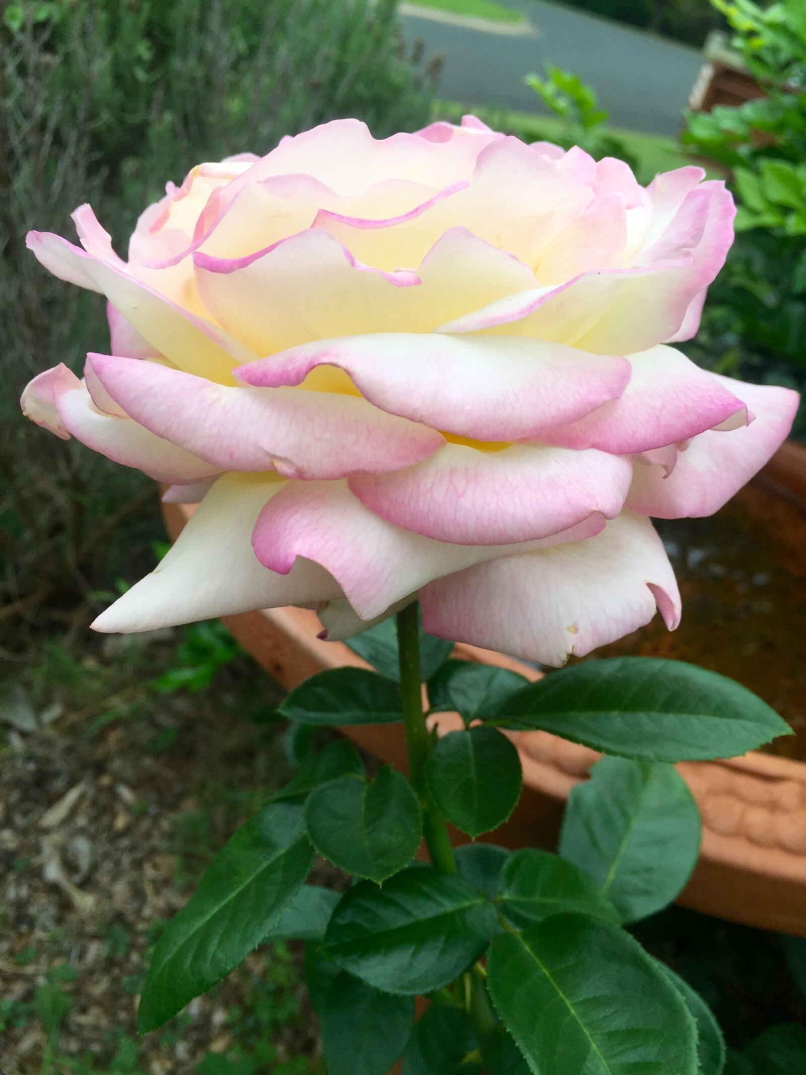 Apple iPhone 6 sample photo. Rose, peace rose, nature photography