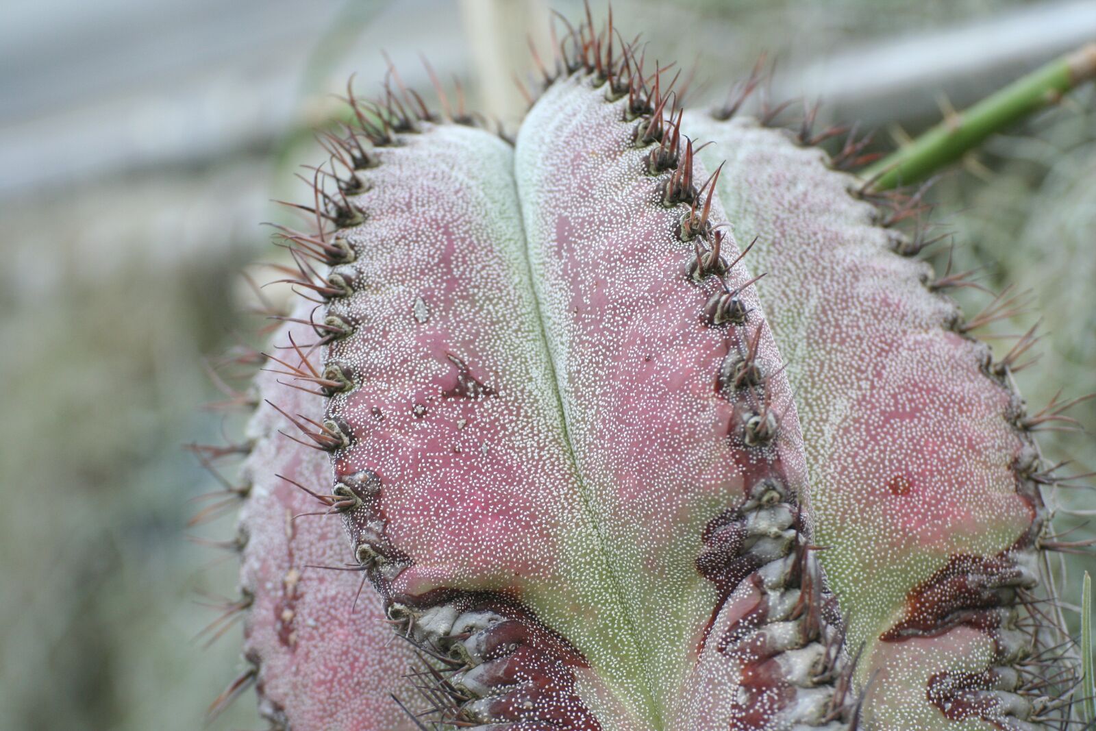 Canon EOS 350D (EOS Digital Rebel XT / EOS Kiss Digital N) sample photo. Cactus, succulent, nature photography