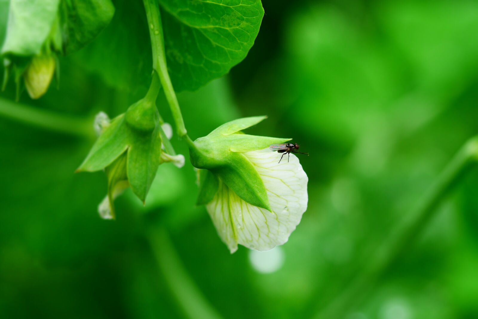 Panasonic Lumix DMC-GX7 sample photo. Green, flower, garden photography