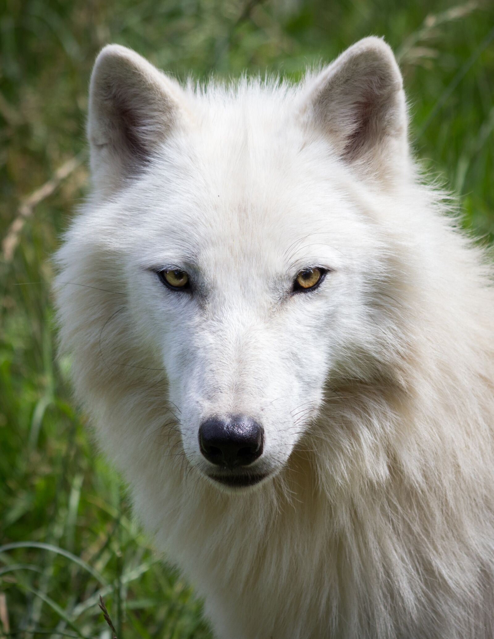 Canon EOS 600D (Rebel EOS T3i / EOS Kiss X5) + Canon EF 70-300mm F4-5.6 IS USM sample photo. Wolf, portrait, white photography