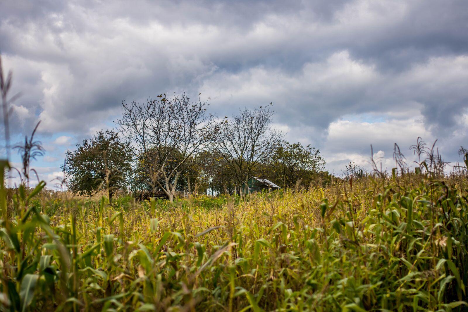 Nikon D7200 sample photo. Halloween, corn, clouds photography